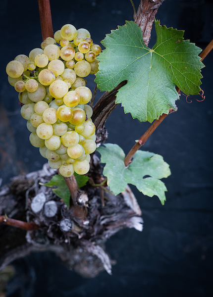 Païen or Heida (Savagnin Blanc)