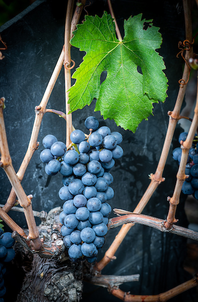 Humagne Rouge Cépage
