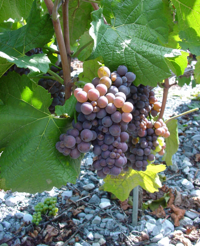 Malvoisie (Pinot Gris)