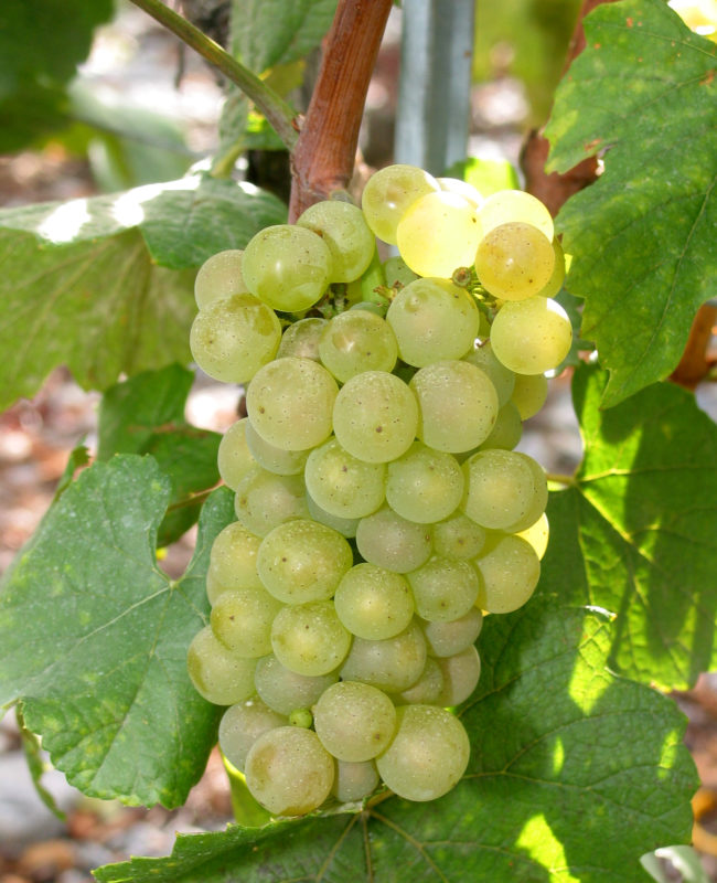 Chardonnay