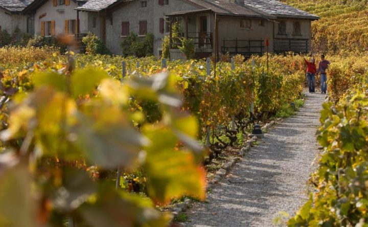 The Martigny Vineyards Trail