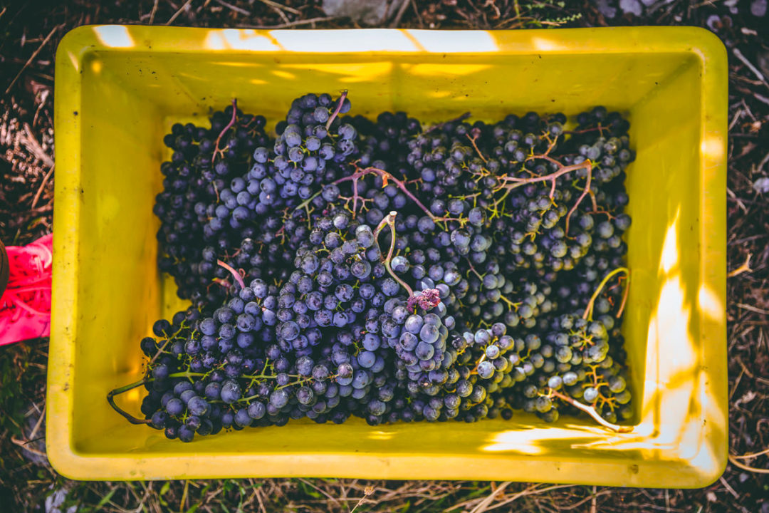 Daniel Magliocco & Fils