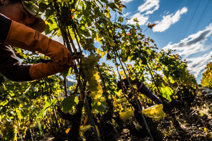 Parrainage de ceps de vigne