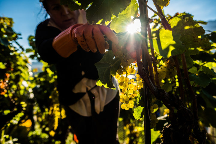 Rebstock Patenschaft im Wallis